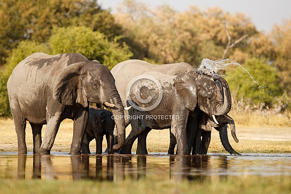 African elephant in the nature habitat