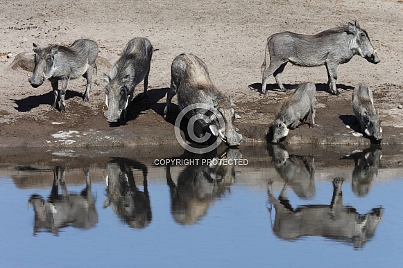 Warthogs (Phacochoerus africanus)