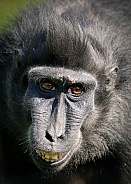 Crested Macaque (Macaca Nigra)