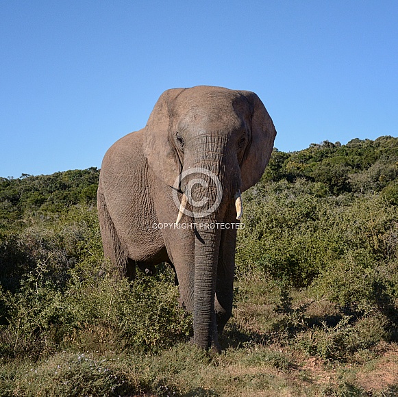 African Elelphant