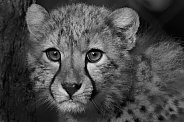 Cheetah Cub in Black and White