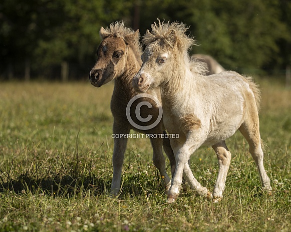 American Miniature Horse Foals