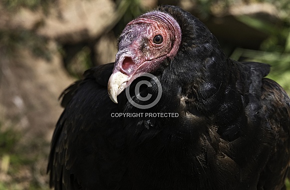 Turkey Vulture Close Up Head Shot