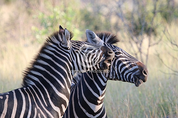 Two male Burchell's Zebra as seen in the Kruger National Park