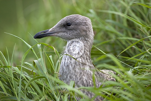 Juvenile Herring Gull - (Larus argentatus)