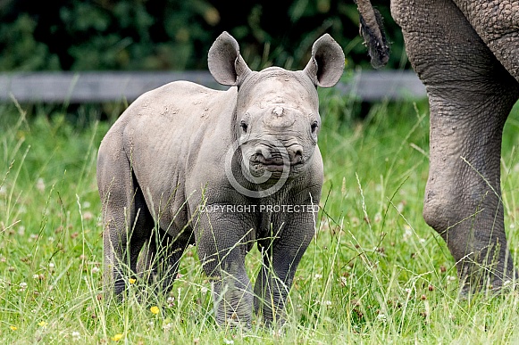 Black Rhino Calf Standing Alert