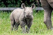 Black Rhino Calf Standing Alert