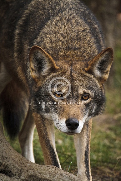 Red Wolf-Red Wolf Stalking