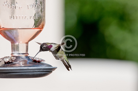 Male Anna's Hummingbird in flight