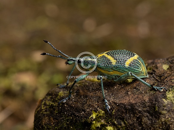 A Green Weevil in Ecuador