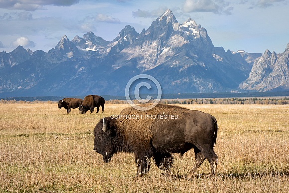 Bison Trio in Grand Teton National Park
