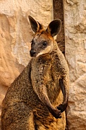 Black Palmed Rock Wallaby
