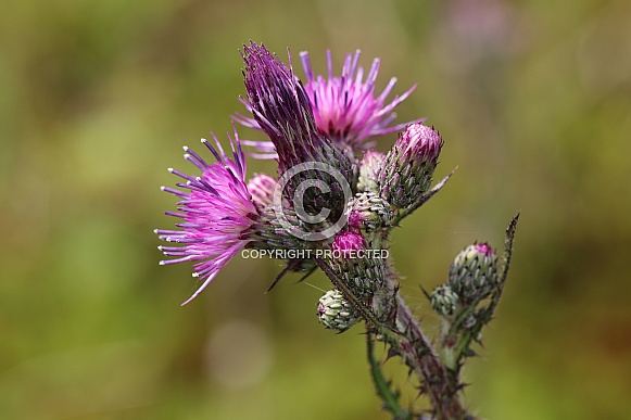 blooming spear thistle