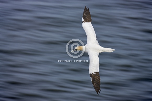 Gannet in flight - North Yorkshire coast - England