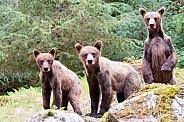 Triplet wild Grizzly bear cubs