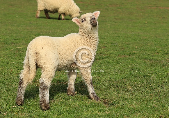 Lamb stare