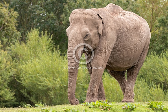 Asian Elephant Full Body Walking