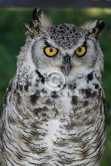 Canadian Eagle Owl