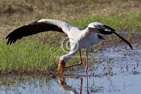Yellow-billed Stork - Botswana