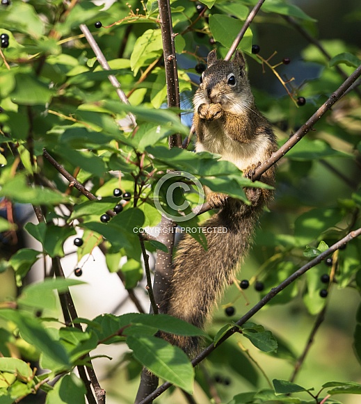 Tree Squirrel Eating a Berry