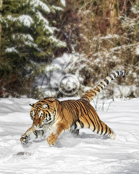 Siberian Tiger-Attacking Tiger