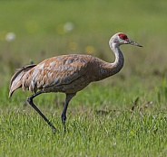 Sandhill Crane Standing, Walking