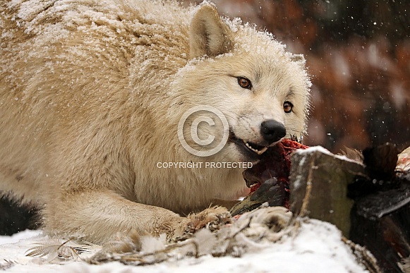 Hudson Bay wolf (Canis lupus hudsonicus)