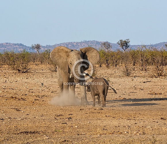 Elephant And Buffalo