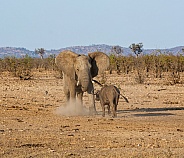 Elephant And Buffalo