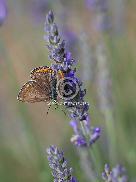 Commone Blue Butterfly On Lavender