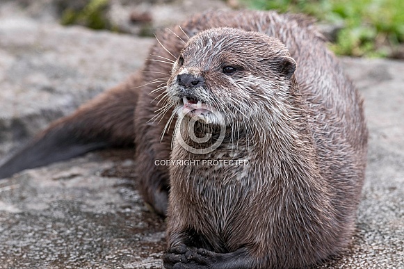 Asian Short Clawed Otter Close Up Teeth Showing
