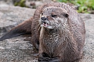 Asian Short Clawed Otter Close Up Teeth Showing
