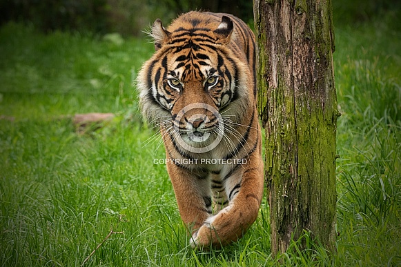 Sumatran Tiger Walking Towards Camera Paw Up