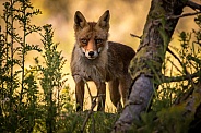 Red fox in the dunes on a summer evening