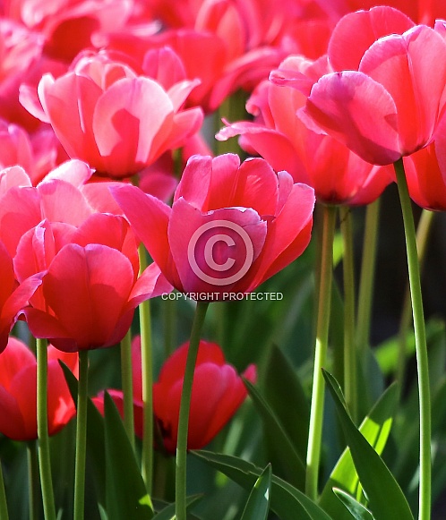 Lovely Pink Tulips