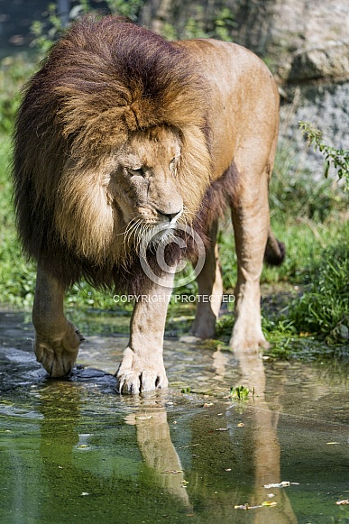 Lion Entering Water