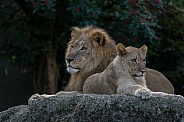 Lion with Lion cub