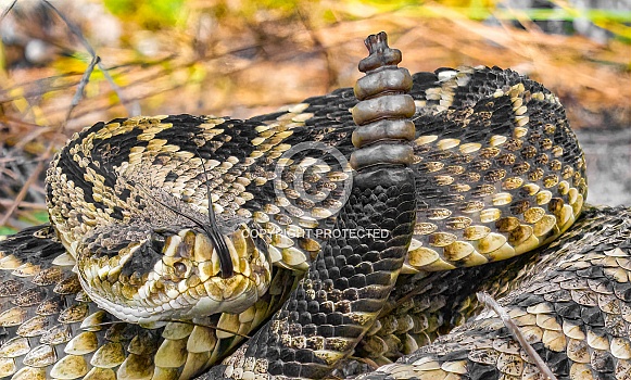 Close up of eastern diamondback rattlesnake - crotalus adamanteus - coiled in strike pose