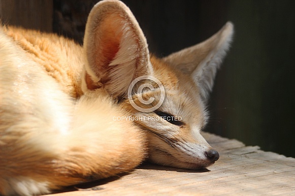 Napping Fennec Fox Curled Up