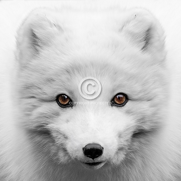 Arctic Fox-Golden Eyes