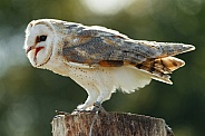 Barn Owl Full Body Side Profile Beak Open