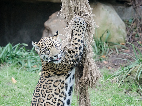 Jaguar cub
