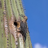Cactus Wren and Saguaro Nest