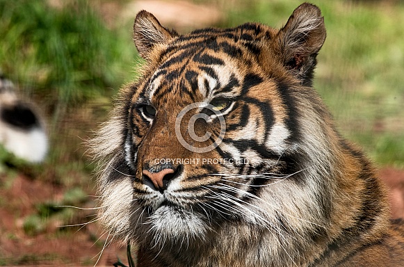 Sumatran Tiger Close Up Looking To The Side