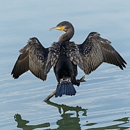 The great cormorant (Phalacrocorax carbo)