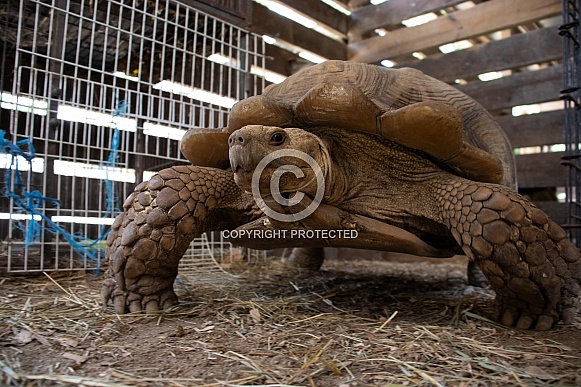 Giant Tortise