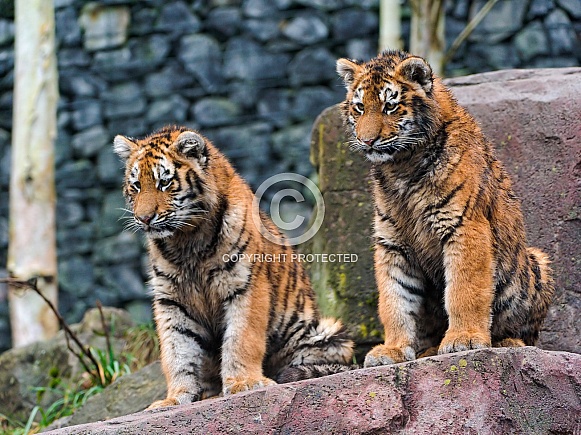 Pair of Young Amur Tigers