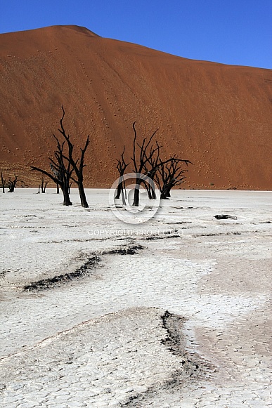 Dead Vlei salt pan - Namib Desert - Namibia