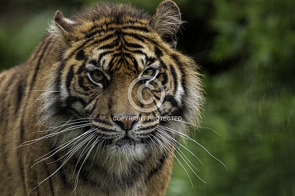 Sumatran Tiger Close Up Face