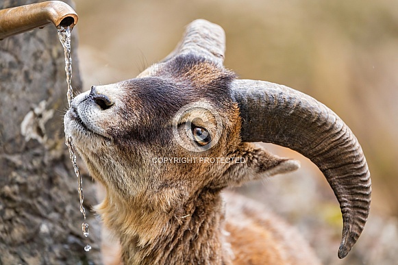 Youn ibex driking from the fountain